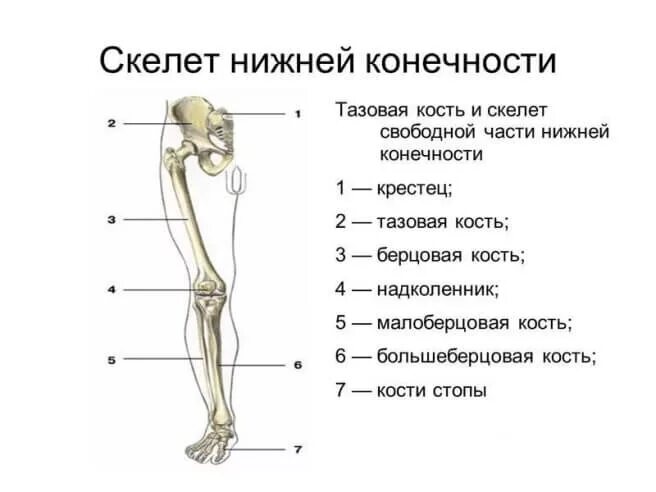 Нижняя конечность ноги фото Трещина в ноге: описание симптомов и признаков травмы, лечение