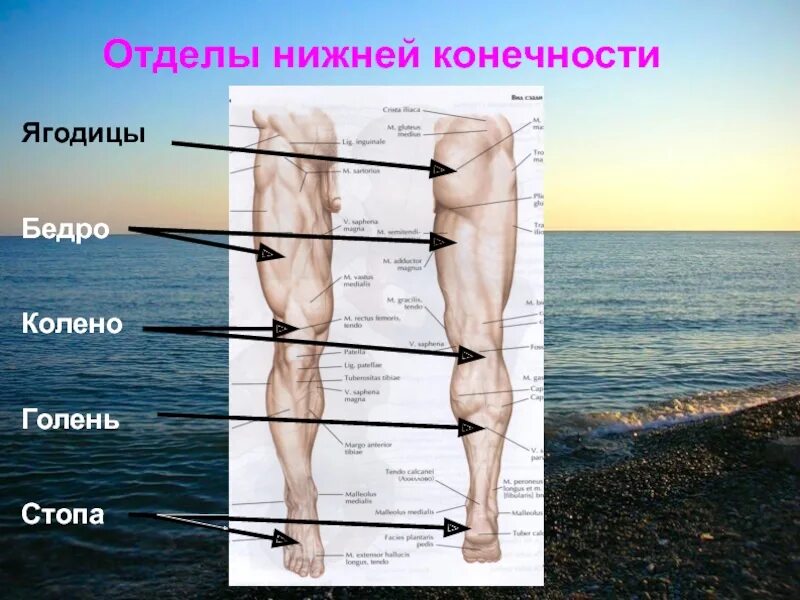 Нижняя конечность ноги фото Картинки ГДЕ НАХОДЯТСЯ НИЖНИЕ КОНЕЧНОСТИ