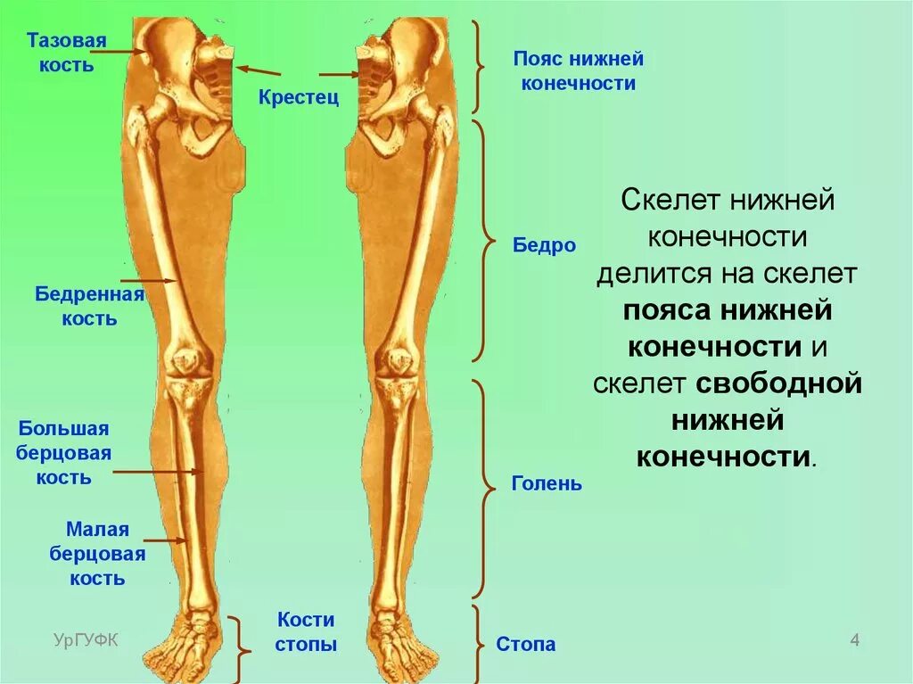 Нижняя конечность ноги фото Схема нижней части ноги человека