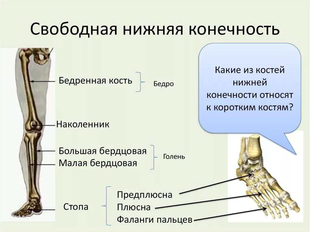 Нижняя конечность ноги фото Свободная нижняя конечность состоит
