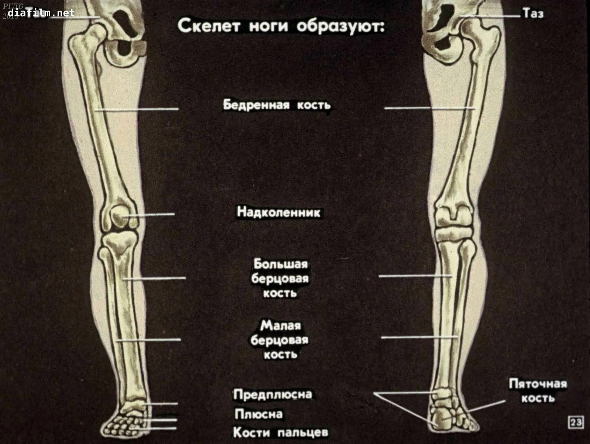 Нижняя конечность ноги фото нога части ноги название: 10 тыс изображений найдено в Яндекс.Картинках Картинки
