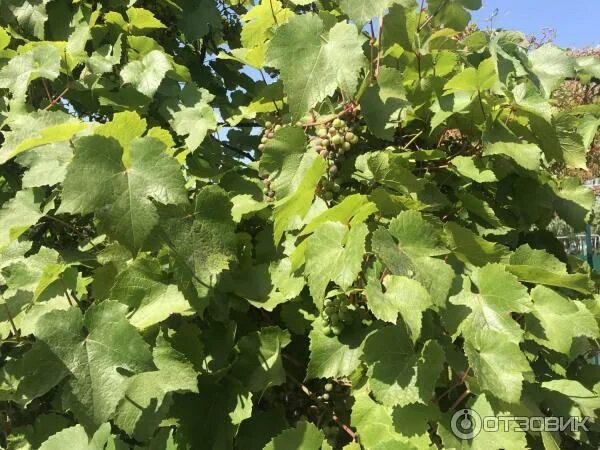 Нижняя студенка 49 тула кафе фото Отзыв о Кафе На Студенке (Россия, Тула) Очень уютное кафе в Туле!