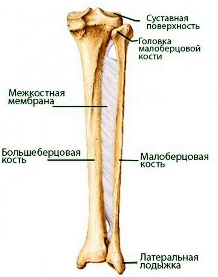 Нижняя треть малоберцовой кости фото Строение ноги человека ниже колена: схемы и описания +Фото