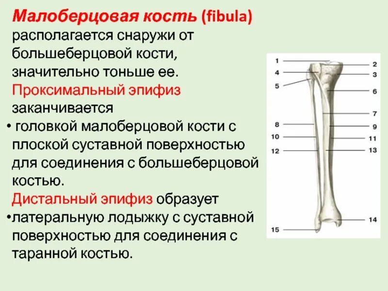 Нижняя треть малоберцовой кости фото Большеберцовая и малоберцовая кости образуют