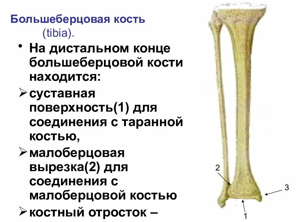 Нижняя треть малоберцовой кости фото Картинки МАЛОБЕРЦОВАЯ КОСТЬ КАКАЯ