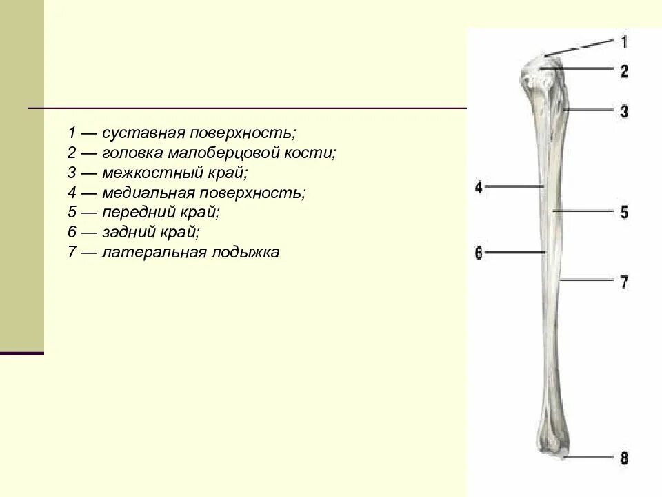 Нижняя треть малоберцовой кости фото Левой малоберцовой кости