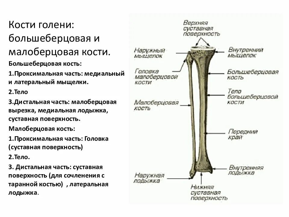 Нижняя треть малоберцовой кости фото Бедренная лобная большая берцовая