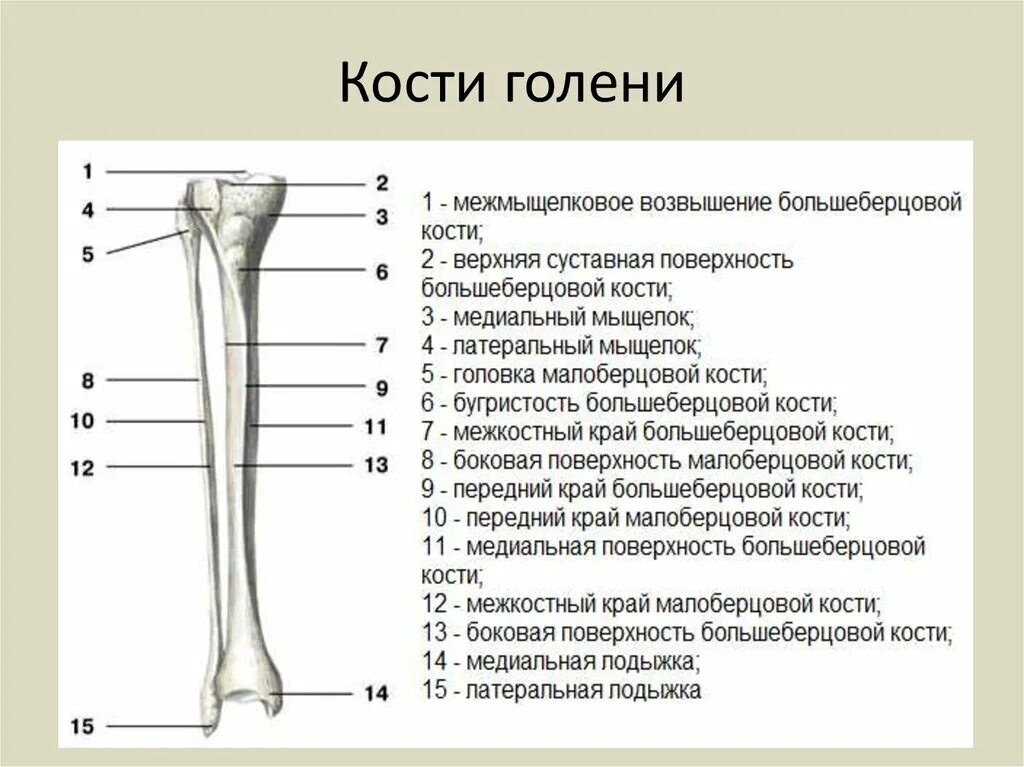 Нижняя треть малоберцовой кости фото Связочный аппарат стопы - Анатомия_шпора - Строение кости как органа