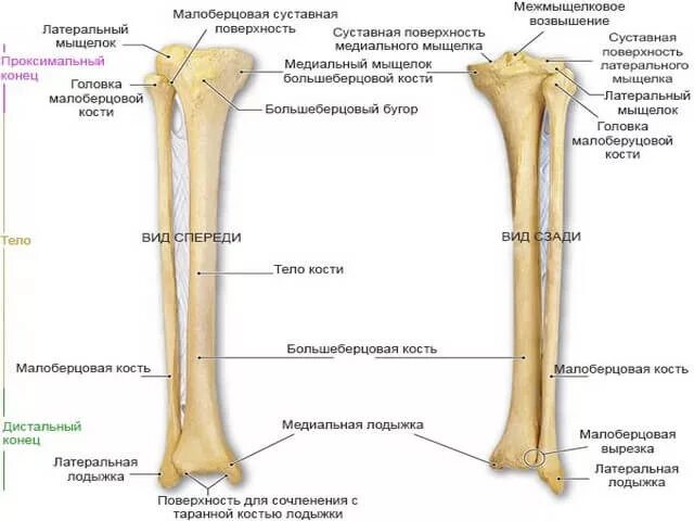Нижняя треть малоберцовой кости фото Берцовые кости: строение и патологии