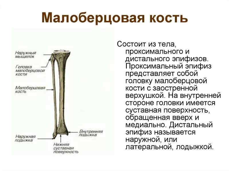 Нижняя треть малоберцовой кости фото Ответы Mail.ru: Боль в малоберцовой кости
