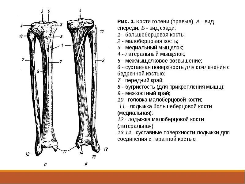 Нижняя треть малоберцовой кости фото Скелет конечностей
