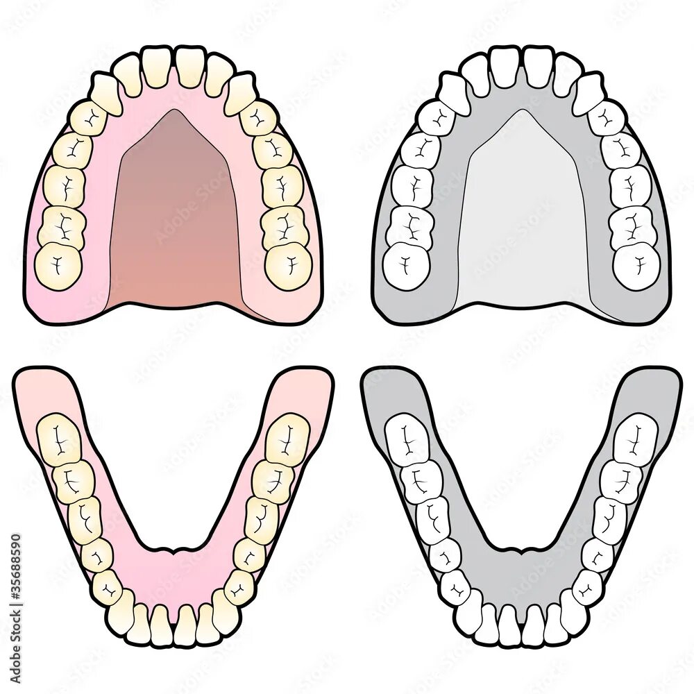 Нижняя зубная челюсть фото Human Teeth Chart Векторный объект Stock Adobe Stock