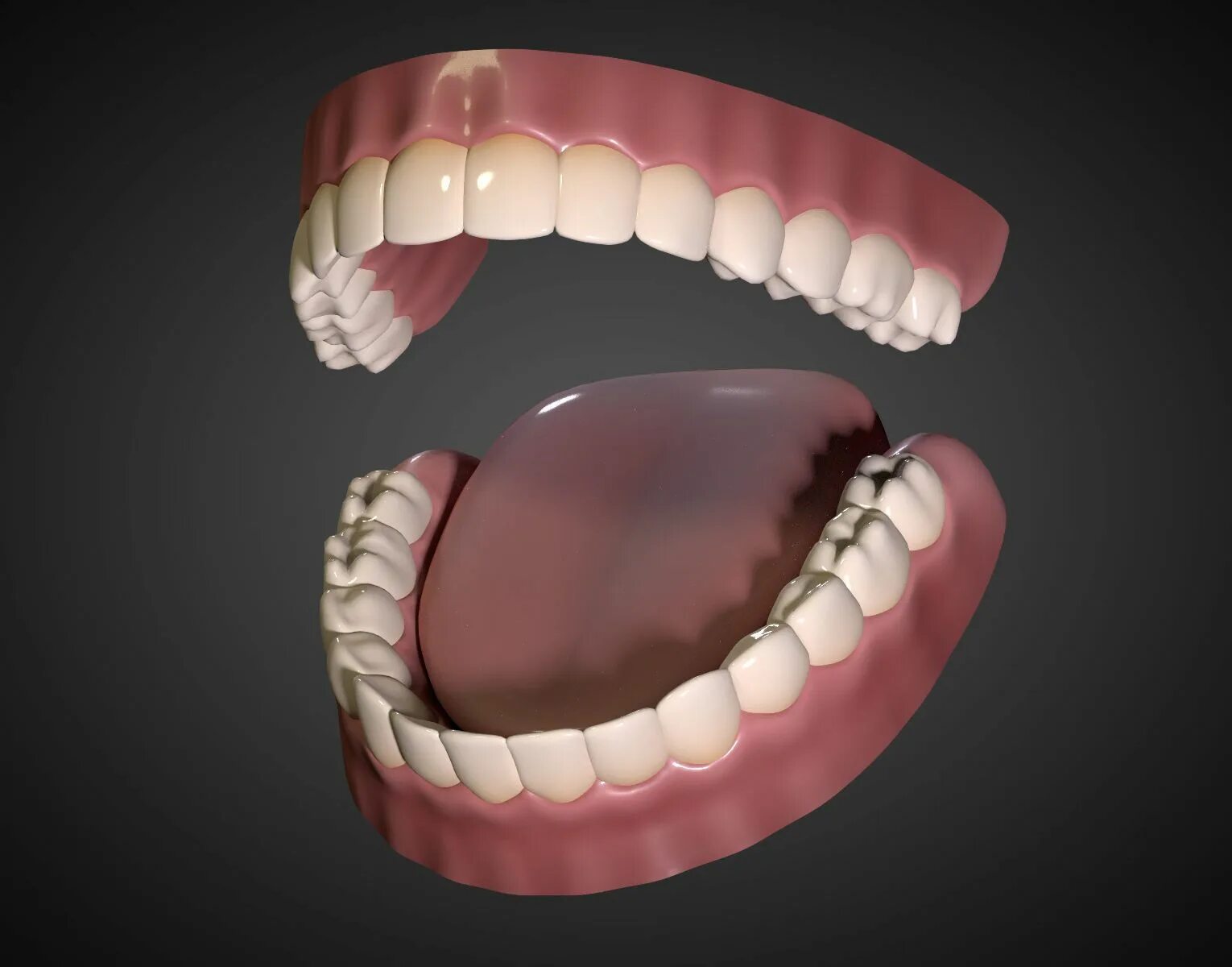 Нижняя зубная челюсть фото Teeth - Mouth Interior by IndieArt. 1970 polys - there are 8 triangles in the mi