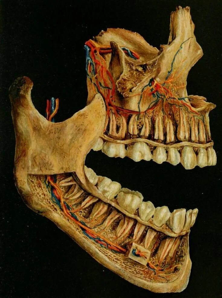 Нижняя зубная челюсть фото Wunderkammer Dental anatomy, Dental art, Teeth art