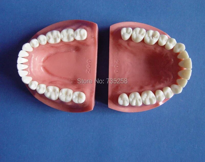 Нижняя зубная челюсть фото Preparation Of Dental Practice Model,tooth Model,32 Teeth Model - Medical Scienc