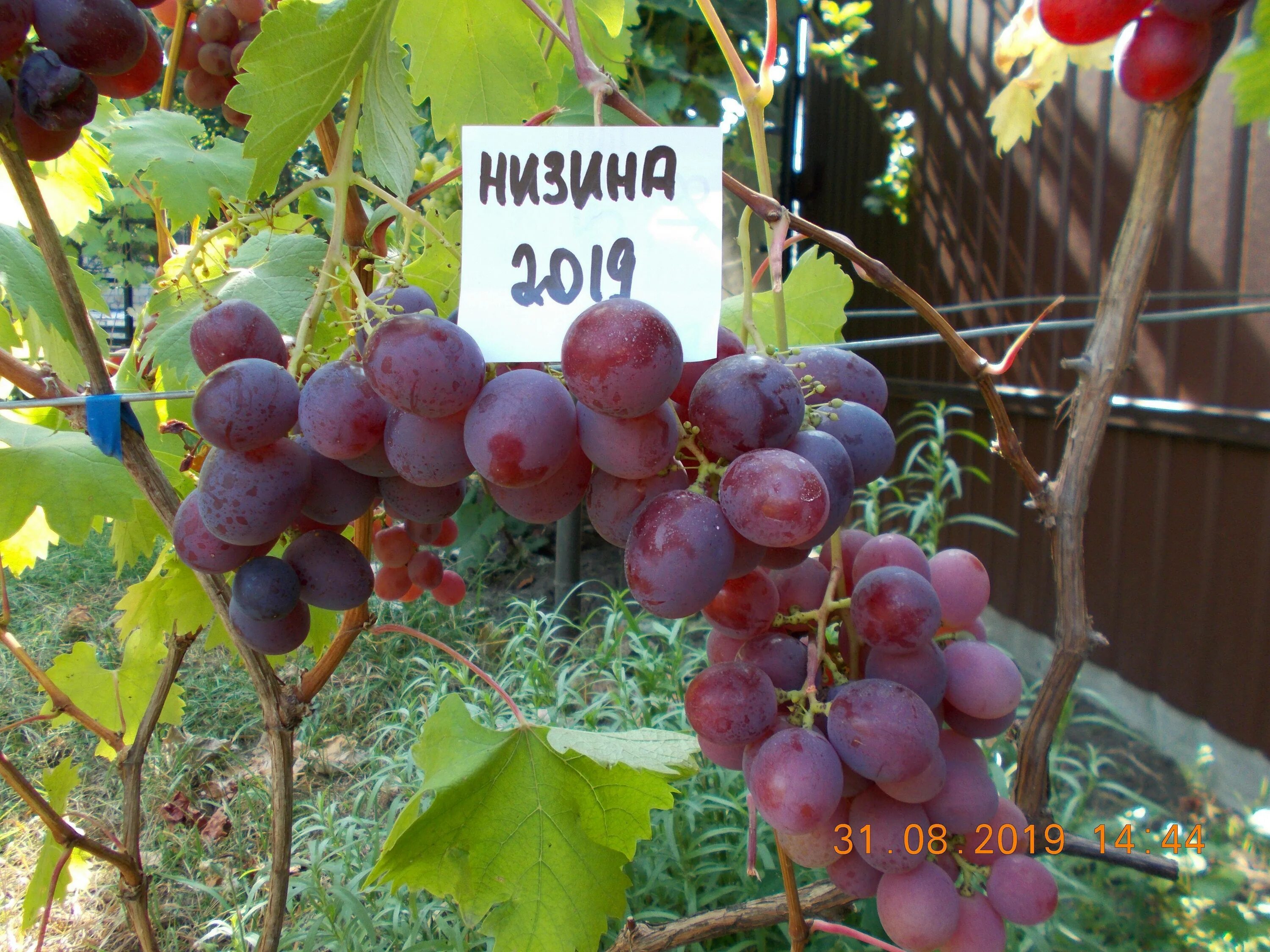 Низина виноград фото описание Низина виноград фото описание: найдено 88 изображений