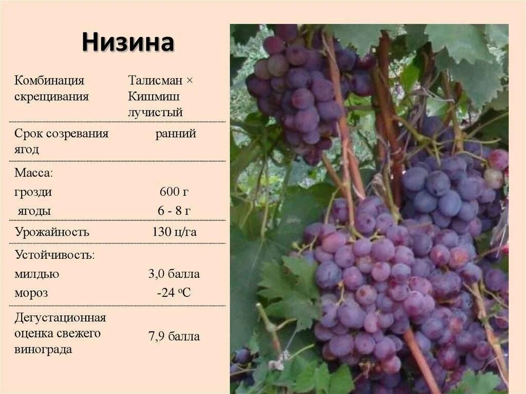 Низина виноград фото описание Виноград Вэлиант: описание сорта и характеристики, посадка и уход