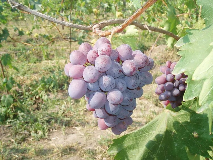 Низина виноград фото описание НиЗина - Сторінка 59 - форум-виноград