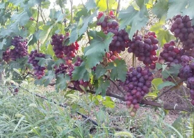 Низина виноград фото описание Описание винограда низина, особенности сорта: преимущества и недостатки