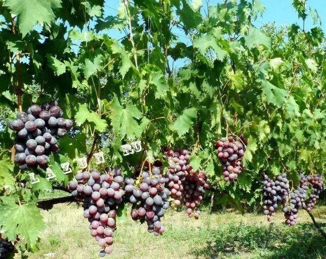 Низина виноград фото описание Виноград Низина