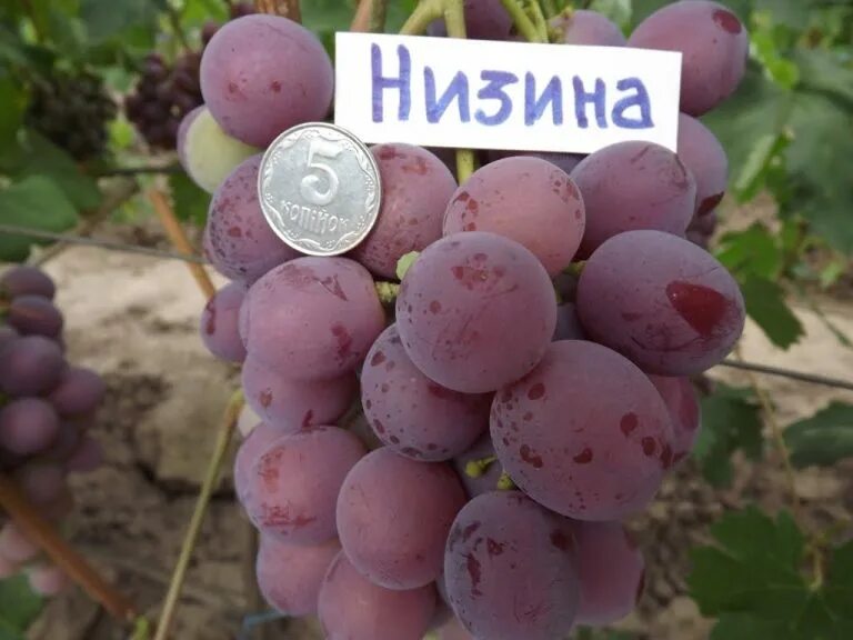 Низина виноград фото описание Виноград Долгожданный: описание сорта с характеристикой и отзывами, особенности 