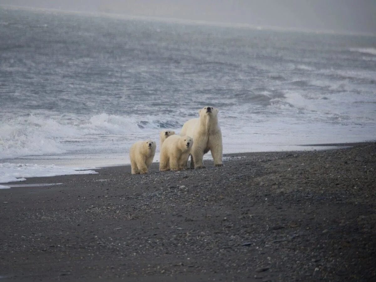Остров врангеля картинки фото We stand on our land. Wrangel Island. 2022 Медведи наши соседи #медведь# VK