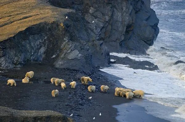 Остров врангеля картинки фото Studying the Arctic Wildlife of Russia's Wrangel Island Arctic, Island, Wildlife