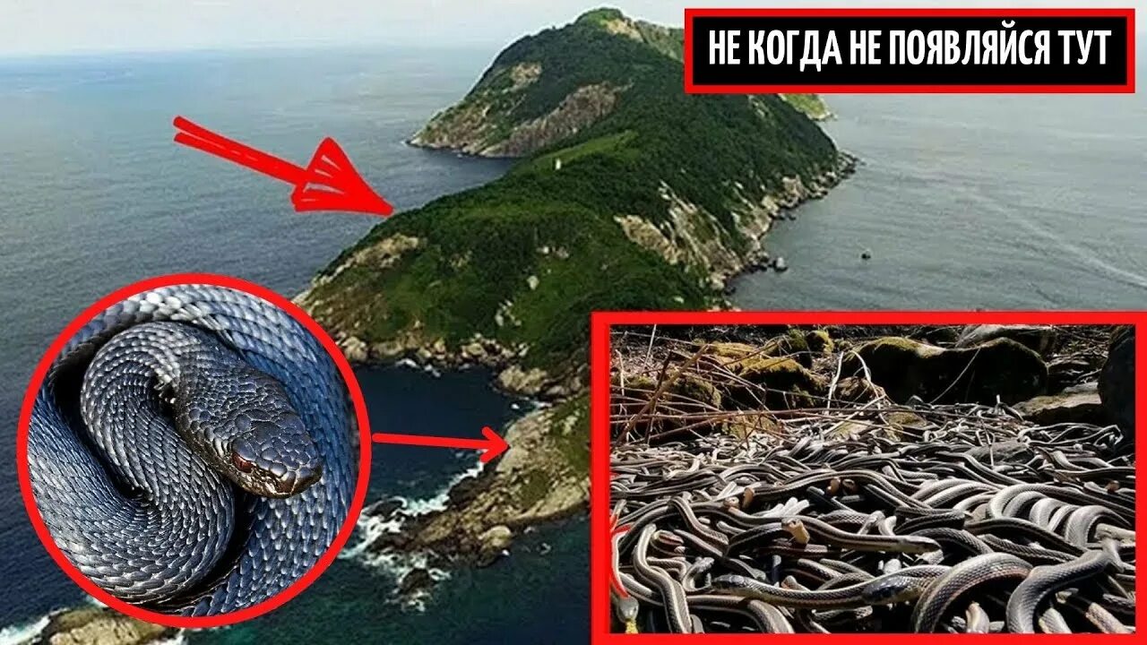 Остров змей в бразилии фото Самое опасное место на планете ! Змеиный остров. - смотреть видео онлайн от "Top