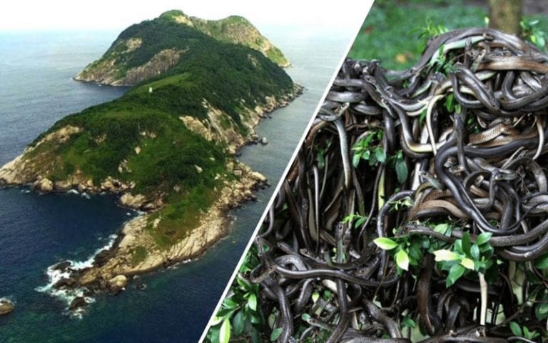 Остров змей в бразилии фото 20 Forbidden Places You Can Never Visit Scary places, Where to go, Places