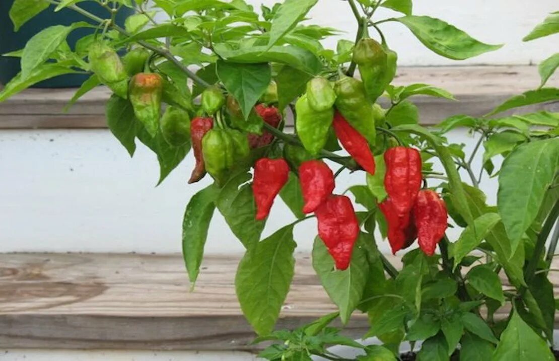 Острые перцы мира фото Выращиваем призрачный перец "Bhut Jolokia" (один из самых горячих перцев в мире)
