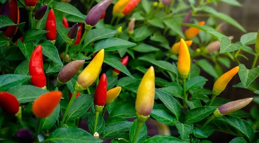 Острые перцы мира фото Сорта острого перца для комнатного выращивания