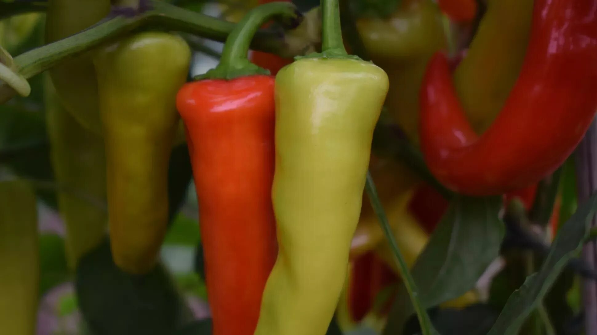Острые перцы мира фото Hot stuff: A spicy treat in an English Kitchen Garden Kew
