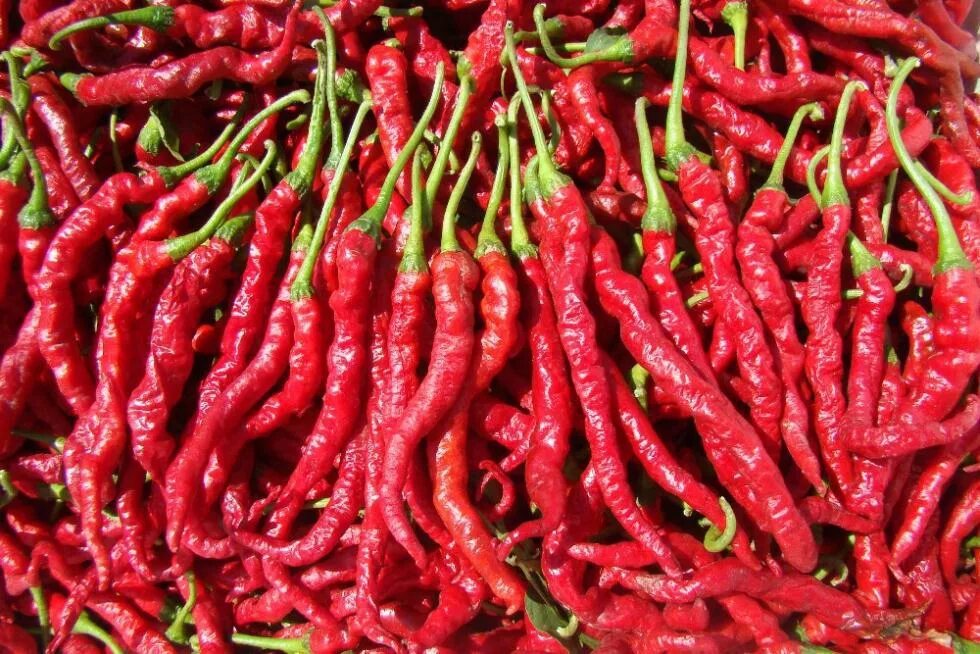 Острые перцы мира фото Купить семена Перец острый Hot pepper Giant Ristra в Москве: доставка семян по Р