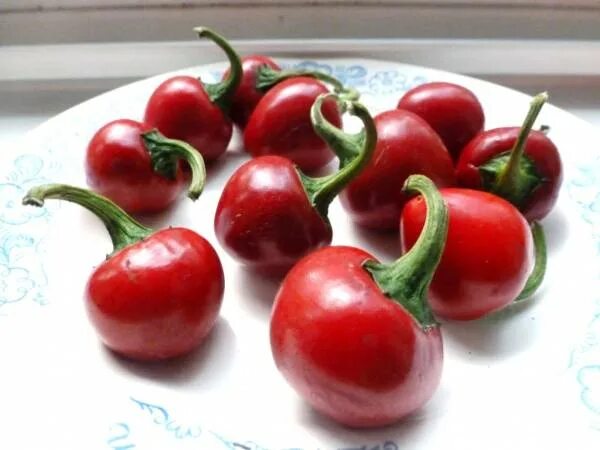 Острый круглый перец фото Совместные покупки - Томск - Перец Черри Сладкий - Sweet Cherry Peppers : Семена
