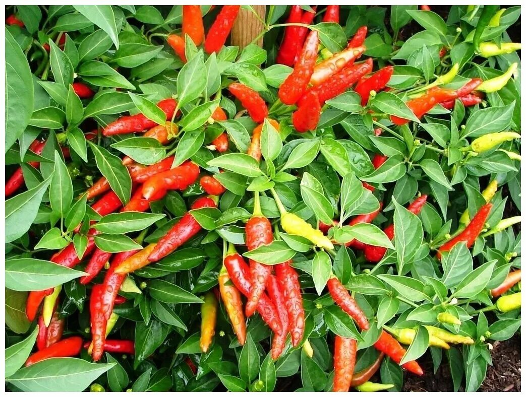 Острый перец фото Перец Ламинада (лат. Kelp Pepper) семена 5шт - купить по выгодной цене на Яндекс