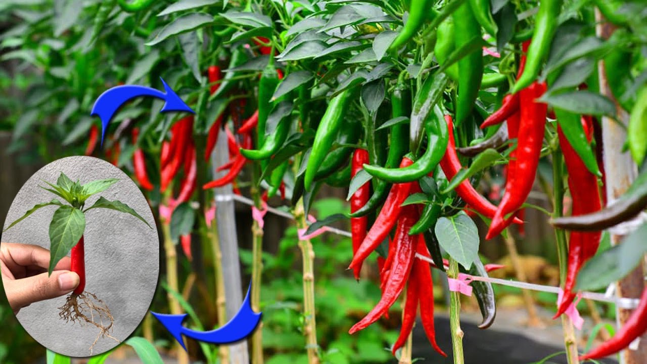 Острый перец фото и описание SUPER SPECIAL TECHNIQUE for propagating chili plants with aloe vera, super fast 
