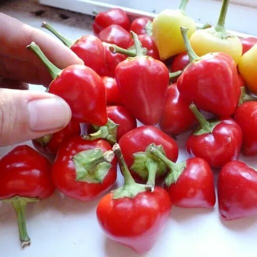 Острый перец горячее сердце фото и описание Перец острый Черри Белл - Cherry Ball 1290309203 купить за 64.96 ₽
