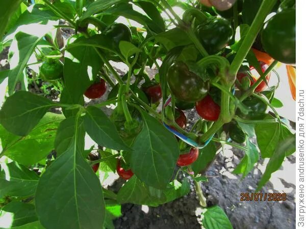 Острый перец горячее сердце фото и описание Перец острый 'Горячее сердце'. Итоги