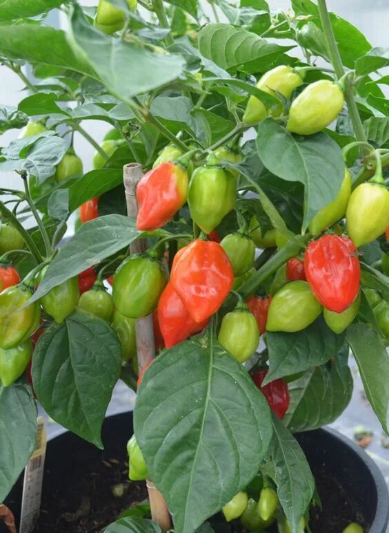 Острый перец хабанеро фото Tried & True Habanero Rojo Hot Pepper Chilli plant, Stuffed peppers, Vegetable g