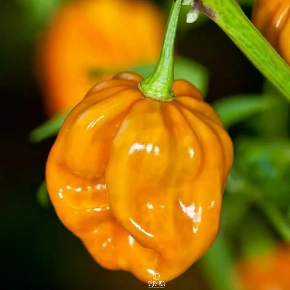 Острый перец хабанеро фото Острый перец Habanero Mustard семена Питомник семян Орешка
