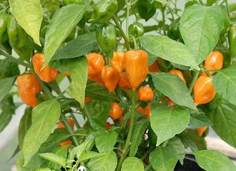 Острый перец хабанеро фото Перец Лантерн Orange Lantern Оранжевый Фонарик. Купить Семена, Рассаду с Доставк