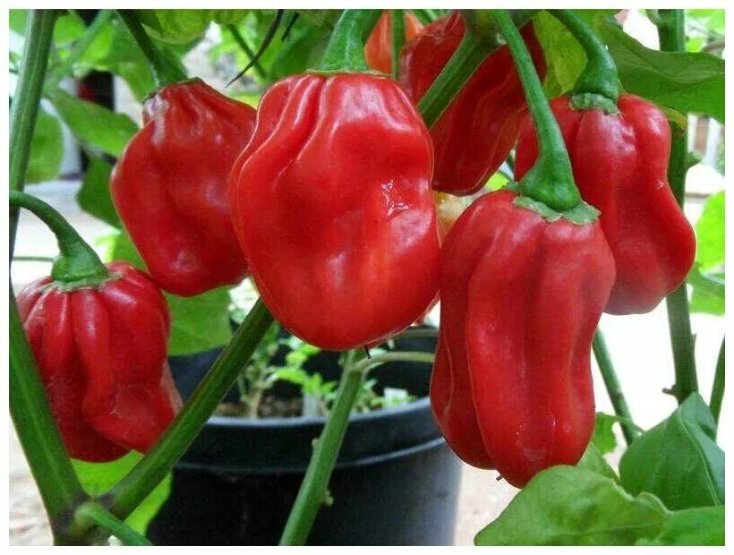 Острый перец хабанеро фото Перец острый Хабанеро Красный (лат. Capsicum Chinense) семена 10шт - купить по в