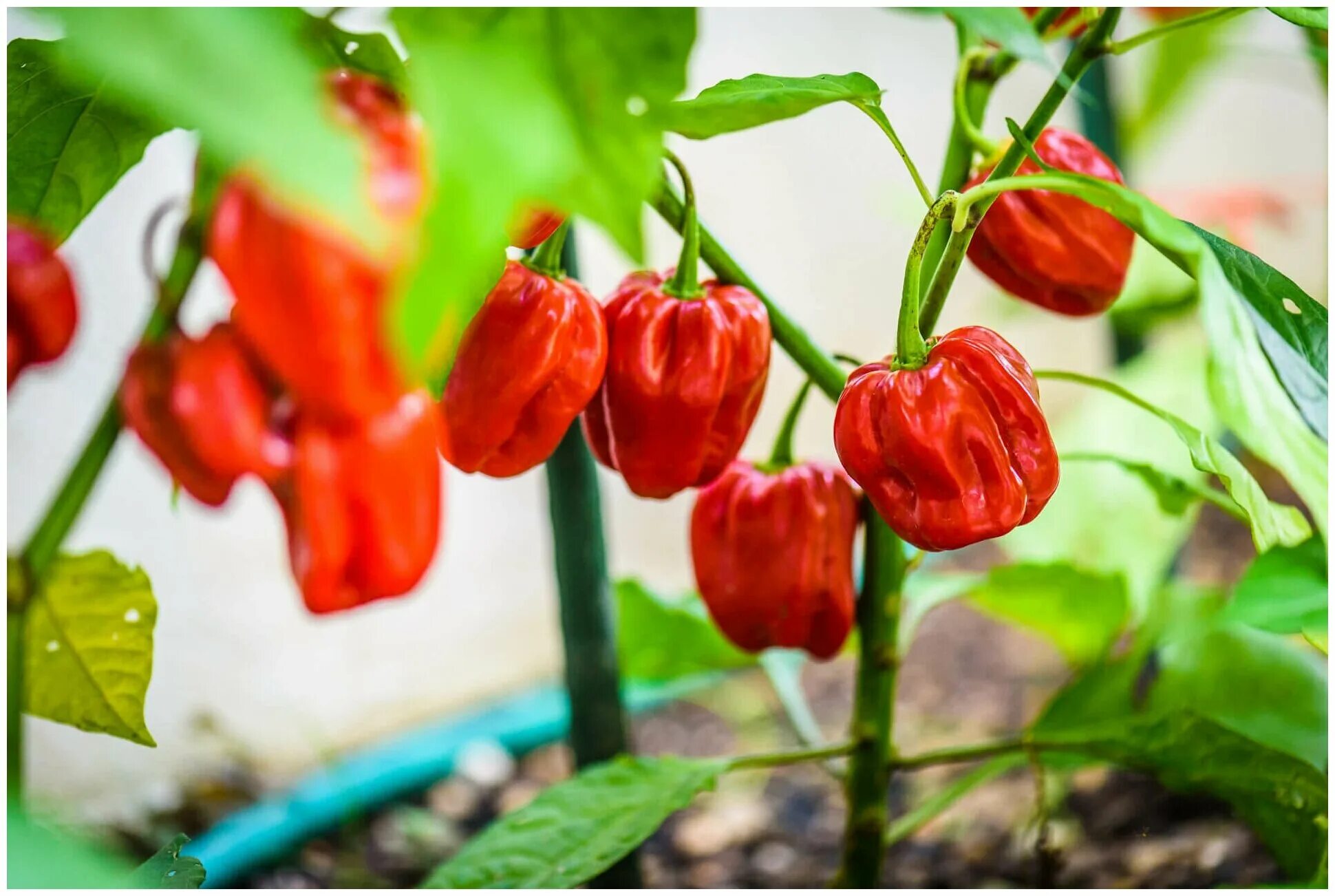 Острый перец хабанеро фото Перец острый Хабанеро Tobago Seasoning (лат. Habanero Pepper Tobago) семена 5шт 