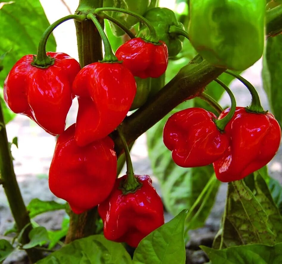 Острый перец хабанеро фото Купить семена Перец острый Hot pepper McMahons Bird Pepper в Москве: доставка се
