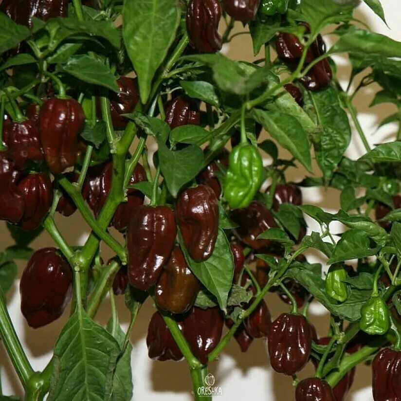 Острый перец хабанеро фото Острый перец Habanero Chocolate, Хабанеро шоколадный семена Питомник семян Орешк
