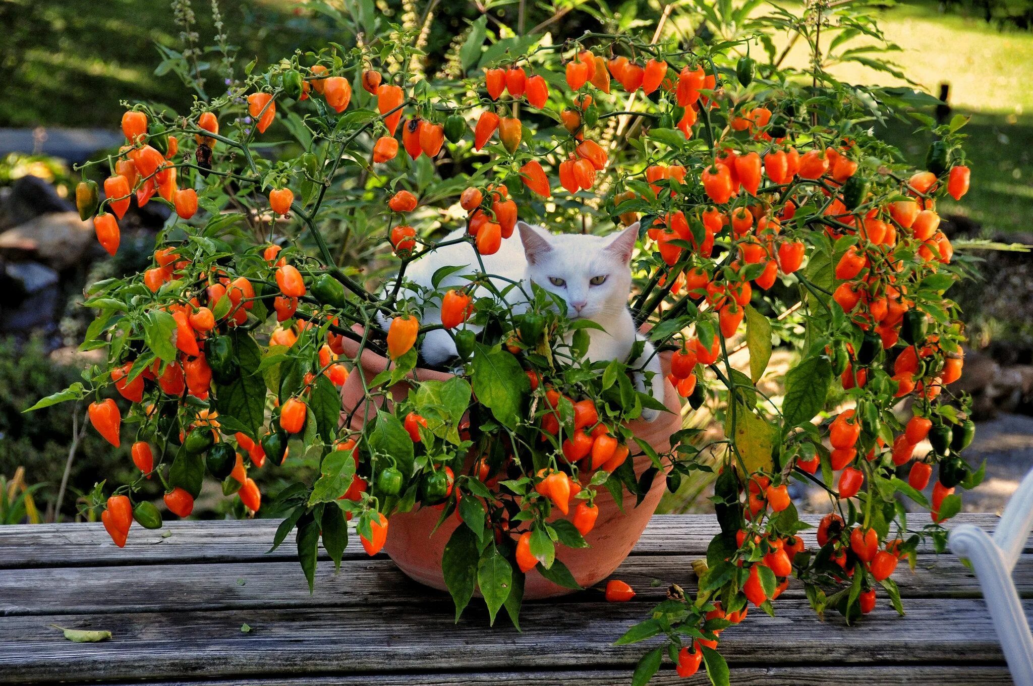 Острый перец хабанеро фото Expert tips on planting an edible container garden, no matter the growing situat
