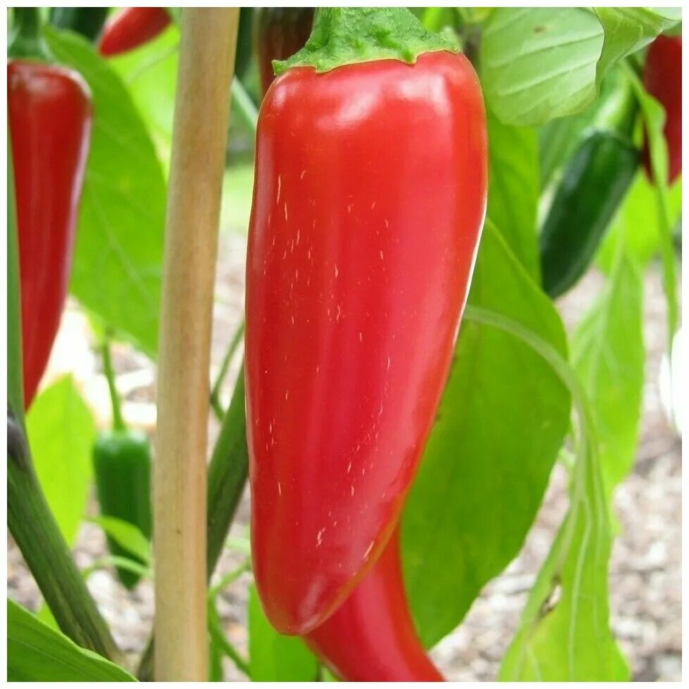 Острый перец холопения фото и описание Семена Орешка Перец острый Jalapeno Giant 5 шт. - купить в интернет-магазине по 