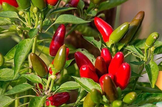 Острый перец холопения фото и описание Cómo cultivar chiles jalapeños en macetas dentro de casa Hot peppers plants, Stu