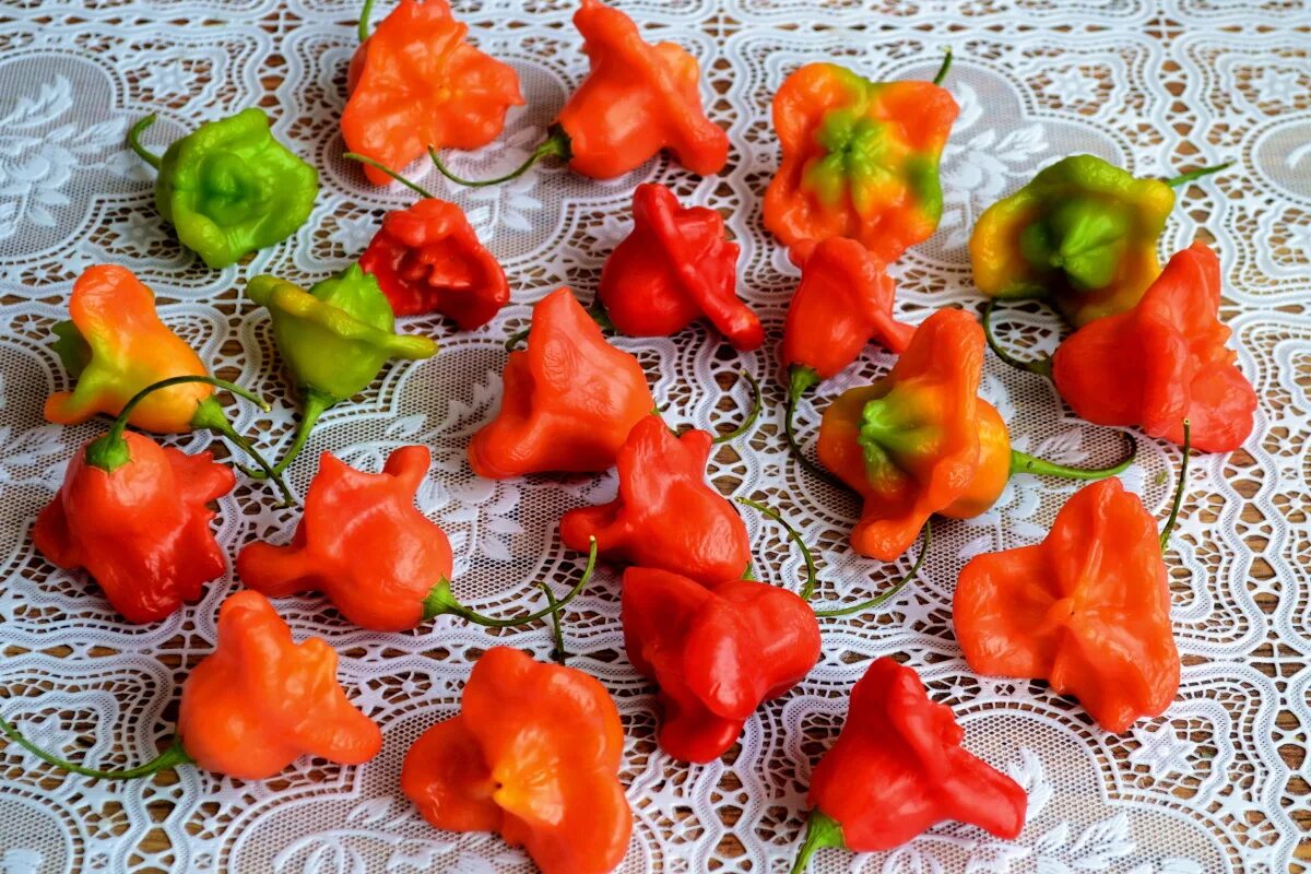 Острый перец колокольчик фото и описание Перец Колокольчик: острая, но вкусная приправа