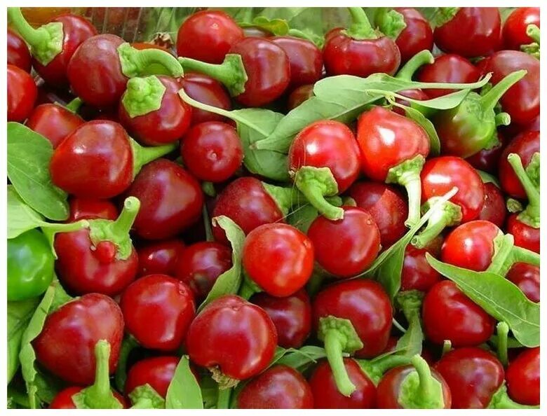 Острый перец маленький красный название фото Перец острый Red Hot Cherry (лат. Capsicum annuum Red Hot Cherry) семена 5шт - к